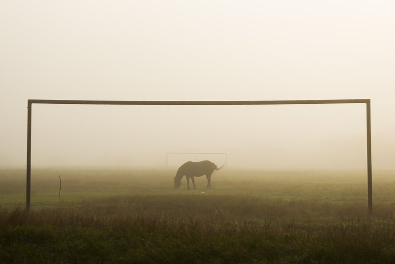 Lone horse grazing in a fog-shrouded field, framed by the rectangle of an abandoned football goalpost — minimalist composition, dreamlike rural atmosphere. Awarded photograph on 1x.com.