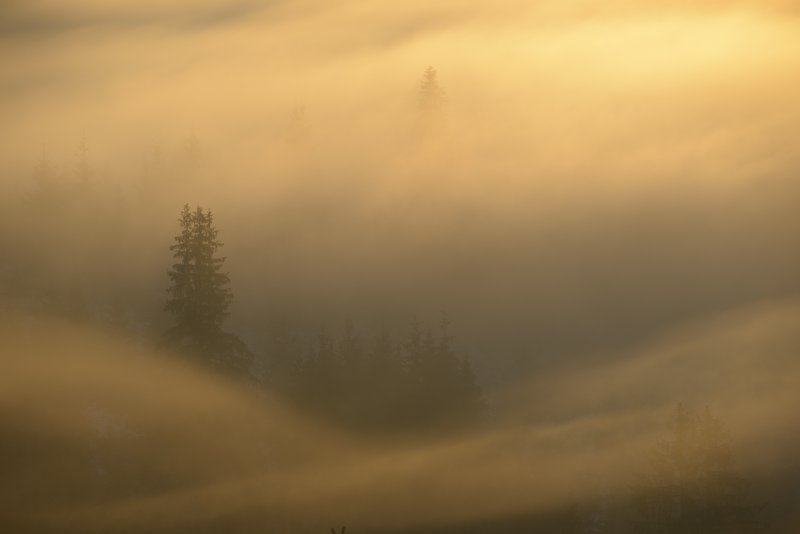 Spruce trees silhouetted and wrapped in golden mist at sunrise, the warm light creating an intense mystical atmosphere. Uniform ochre-golden tones, atmospheric composition. Awarded photograph on 1x.com.