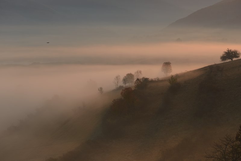 Lone bird flying above a valley wrapped in pastel mist, trees silhouetted on rolling hills, moody autumn atmosphere. Pastel tones with rose accents. Awarded photograph on 1x.com.