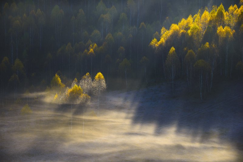 Birch forest in autumn light, golden-yellow leaves, subtle waves of low fog over the clearing, side lighting creates a dream-like atmosphere. Atmospheric composition. Awarded photograph on 1x.com.