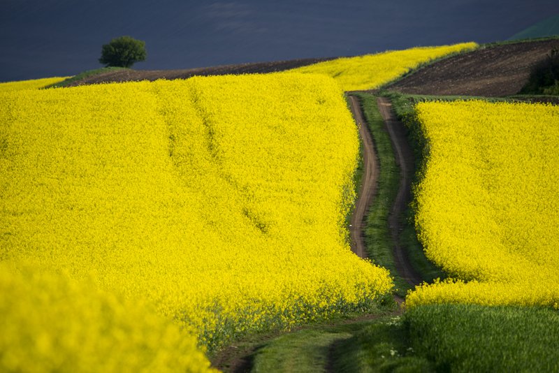 Bright yellow blooming rapeseed field with a winding road through the middle, lone tree on a distant hill. Graphic composition with yellow-earth contrast. Published on 1x.com.