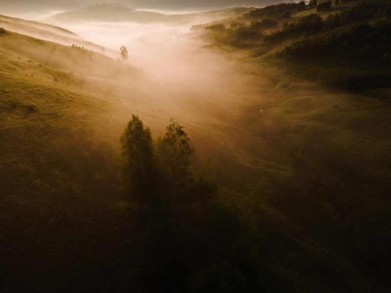 Aerial drone view of a valley wrapped in golden mist at sunrise, lone tree in foreground lit by warm light, hills in the distance. Mystical atmosphere. Published on 1x.com.
