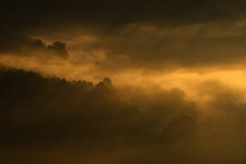 Forest wrapped in golden mist at sunrise, the warm light creates an intense mystical atmosphere with the silhouettes of trees partially visible. Composition in ochre-golden tones, warm monochrome. Awarded photograph on 1x.com.