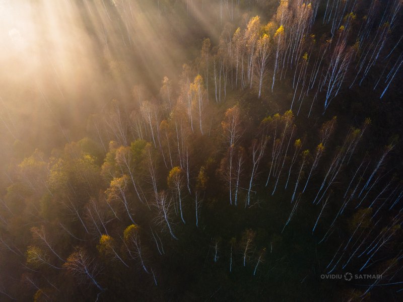 Aerial drone view of a birch forest in autumn, with diagonal sun rays streaming through the white trunks. Yellow-amber leaves, warm atmosphere. Awarded photograph on 1x.com.