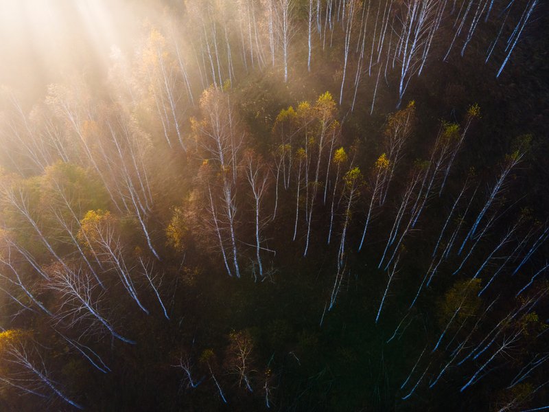 Aerial drone view of a birch forest in autumn, diagonal sun rays illuminating the white trunks and yellow-amber leaves. Graphic vertical composition. Published on 1x.com.