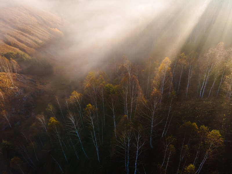 Aerial drone view of a birch forest in autumn, diagonal sun rays piercing through fog creating light beams. Mystical atmosphere, dramatic light. Awarded photograph on 1x.com.