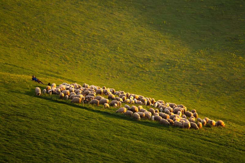 Flock of sheep on a green rolling pasture at sunset, shepherd seated beside the flock, warm evening light emphasizing long shadows. Classic Romanian pastoral composition. Published on 1x.com.