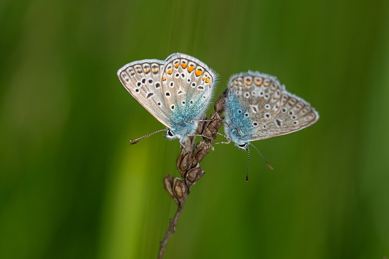 Two common blue butterflies (Polyommatus icarus) perched on a dry stem, side view with fine wing details in blue-orange patterns. Macro on soft green background. Published on 1x.com.