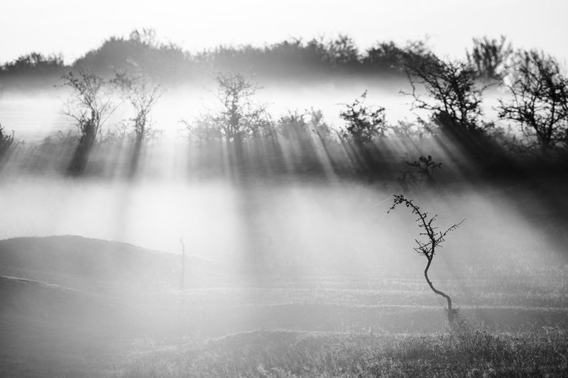 Black-and-white landscape: bare trees and a lone sapling wrapped in mist, sun rays piercing through branches creating fine light beams. Minimalist fine-art composition. Awarded photograph on 1x.com.