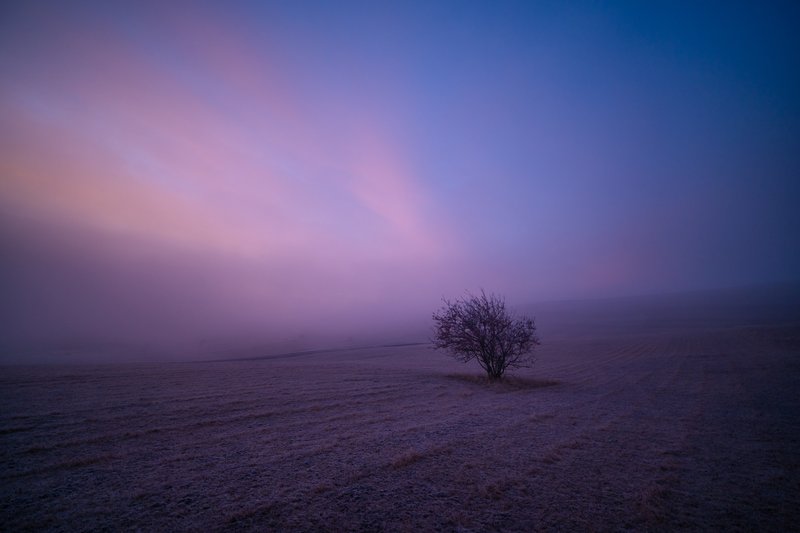 Lone bush on a frosted field under a pink-violet sky during blue hour before sunrise. Minimalism, quiet winter atmosphere. Published on 1x.com.