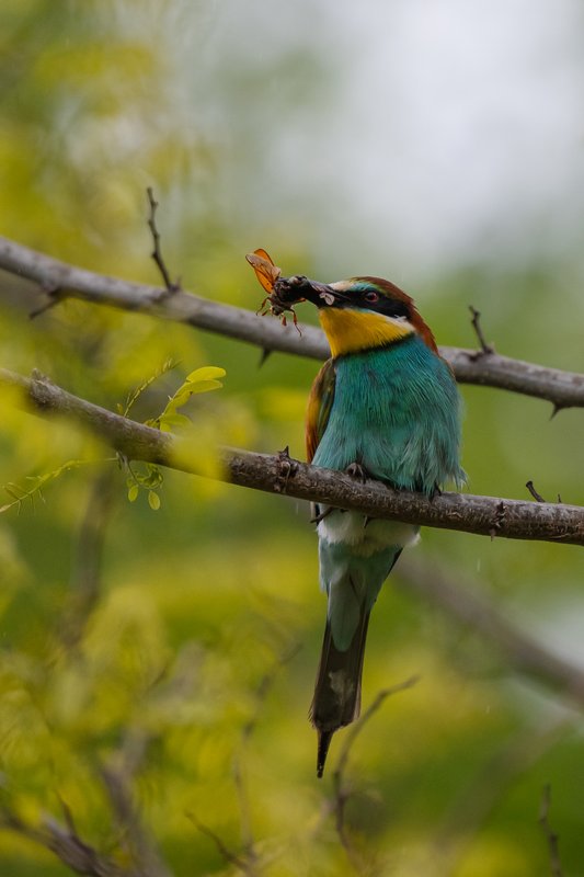 European bee-eater (Merops apiaster) perched on a branch, holding an insect (dragonfly or wasp) in its beak — feeding moment. Fine details of the colorful green-orange-turquoise plumage, soft green acacia background. Published on 1x.com.
